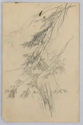 Study of Foliage