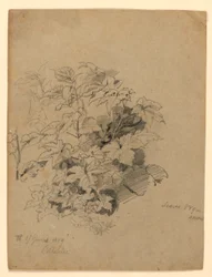 Study of Foliage