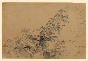 Study of Foliage