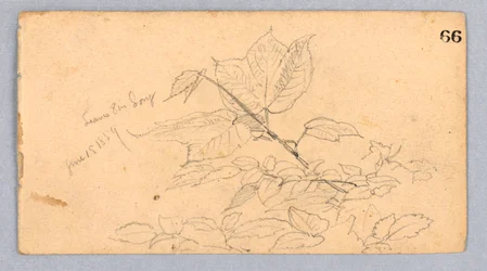 Study of Foliage