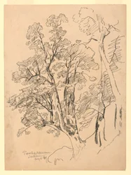 Study of Foliage, Trachselwald, Bern, Switzerland