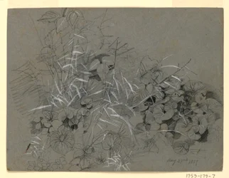 Study of Violet Leaves and Grass