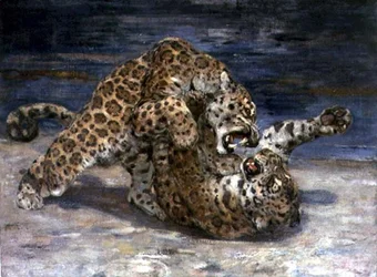 Leopards Fighting