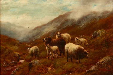 Highland Sheep On a Hillside