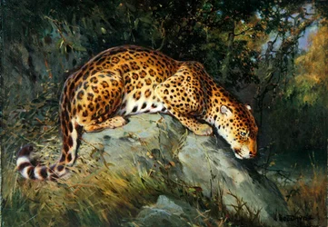 A Leopard Crouching on a Rock