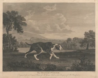 The Spanish Pointer
