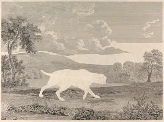 The Spanish Pointer