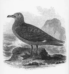 The Common Skua, Illustration from 