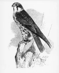 The Hobby, Illustration from 