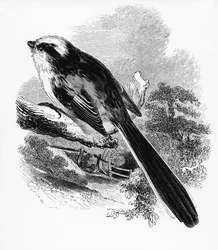 The Long-Tailed Tit, illustration from 
