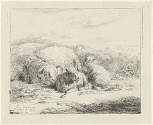 Lying Sheep with Two Lambs