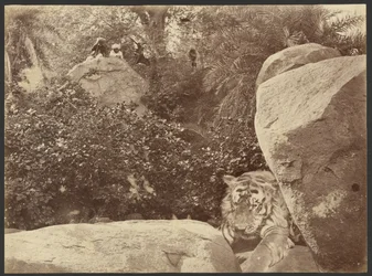 Tiger on Rocks