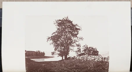 Locust Trees on the Banks of Bass River in Beverly