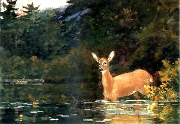 A Doe, 1889