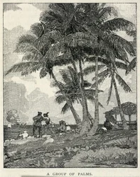 A Group of Palms
