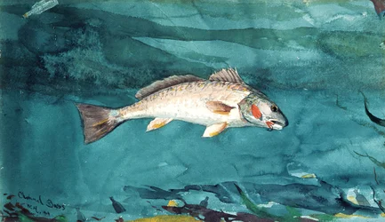 Channel Bass, 1904