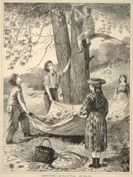 Chestnutting, from Every Saturday: An Illustrated Journal of Choice Reading, October 29, 1870
