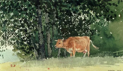 Cow in Pasture