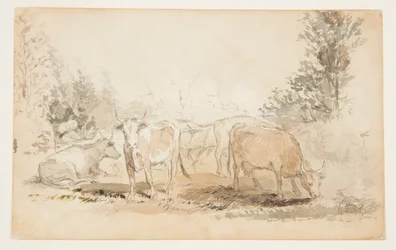 Cows in a Pasture