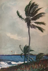 Palm Trees, Nassau