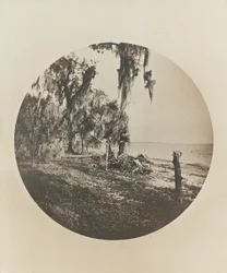 Palm Tree and Beach Scene, Florida Coast