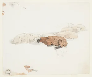 Sheep Resting