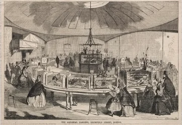 The Aquarial Gardens, Bromfield Street, Boston, 1859