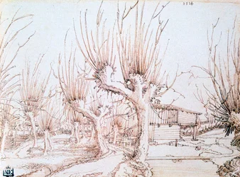 Willow Plantation