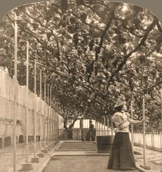 The Oldest Grapevine in the World, Hampton Court Palace, planted 1768, England, 1897