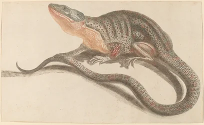 Lizard