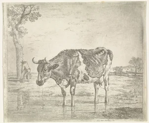 Drinking Cow