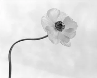 Graceful Anemone Flower