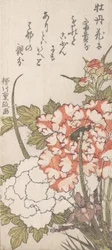 Peonies and Iris