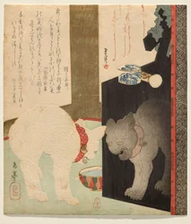White Cat Reflected in a Lacquer Dresser