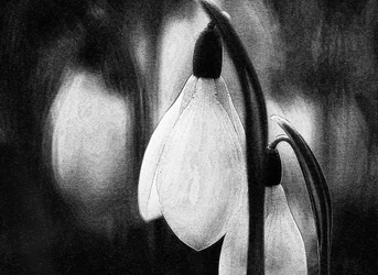 Delicate Winter Snowdrops