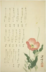 Two Poppies
