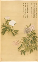 Peonies