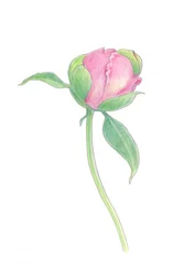 Blushing Peony Bud