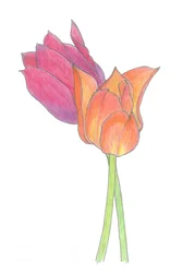 Colorful Tulip Pair