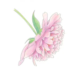 Delicate Pink Peony