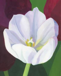 Elegant White Tulip