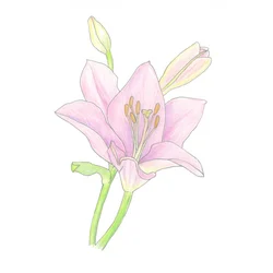 Pink Lily Bloom