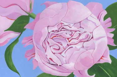 Pink Peony Bloom