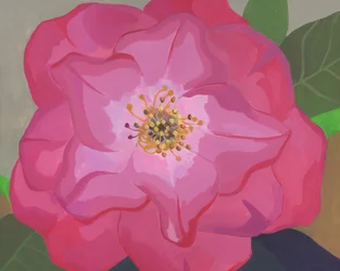 Vibrant Pink Rose