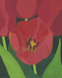 Vibrant Red Tulips