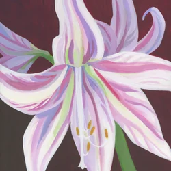 Vibrant Striped Amaryllis