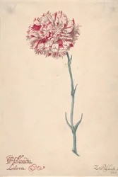 A Carnation, 1675