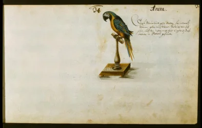 Parrot