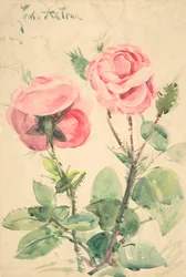 Two Roses