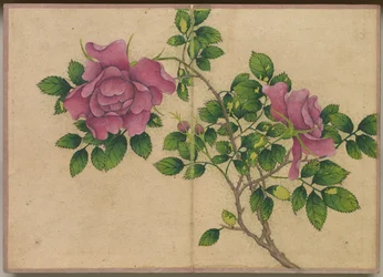 Desk Album: Flower and Bird Paintings (Rose)